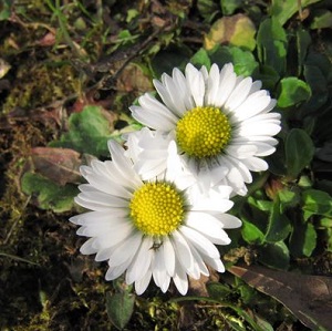 Paquerette vivace