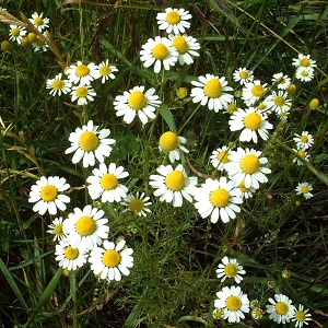 camomille-matricaire