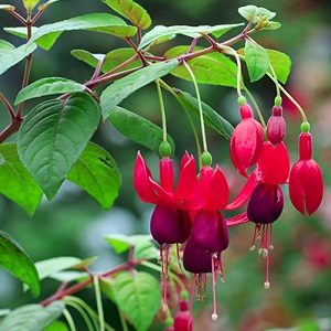 Fuchsia