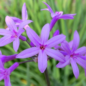 Ail tulbaghia